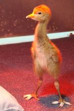 Green White Yellow on 22nd May 2013 Green White Yellow on 22nd May 2013